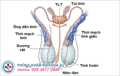 Các tĩnh mạch trên tinh hoàn bị giãn quá mức ảnh hưởng quá trình sản xuất tinh trùng bệnh tinh trùng ít