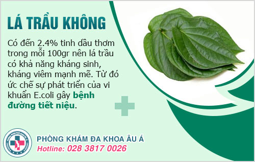 lá trầu không chữa viêm đường tiết niệu