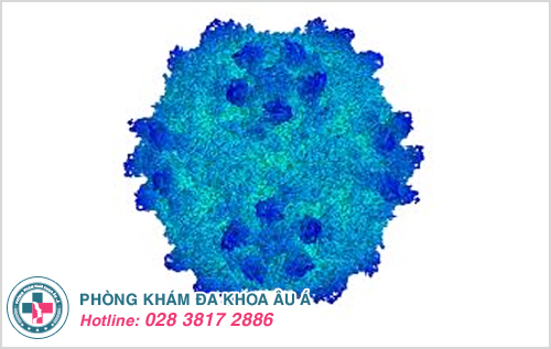 Mụn cơm do virus Human Papilloma type 1, type 2 gây nên