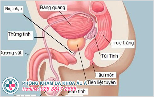 Tuyến tiền liệt là gì?