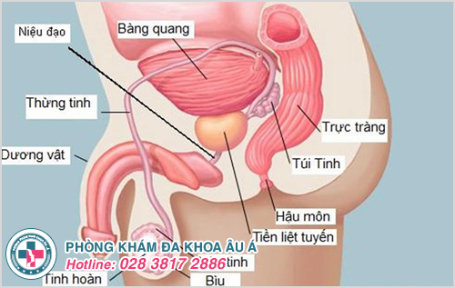 Hình ảnh minh họa nang tinh hoàn