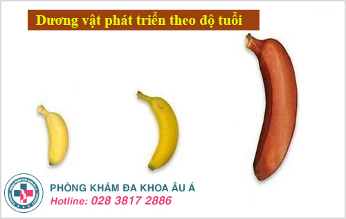 Quá trình phát triển của dương vật theo độ tuổi