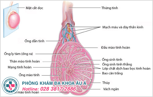 Tinh hoàn nhỏ có bị vô sinh không