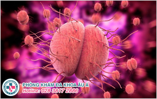 Bệnh lậu do vi khuẩn Neisseria gonorrhoeae xâm nhập và gây bệnh