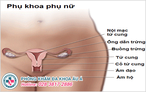 Viêm phụ khoa là những bệnh viêm nhiễm ở cơ quan sinh dục của nữ giới