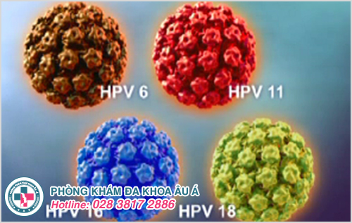 Virus HPV là gì ?